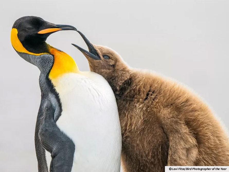 Scientists translated a bird's brainwaves into its song