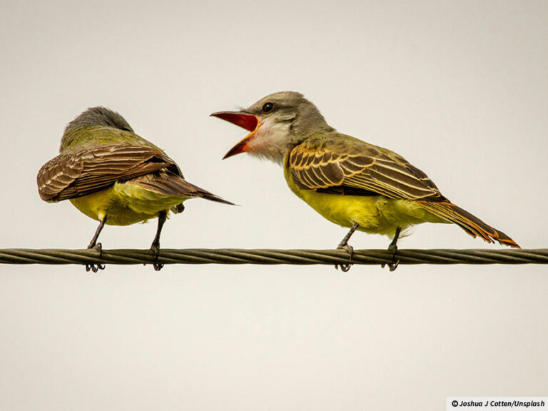 Why do birds sing? - The Day